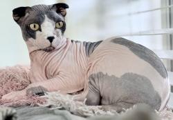Lost Male Cat last seen Sandhurst Ln. & Amesbury Dr. by The Tuscany cndmniums, Dallas, TX 75206