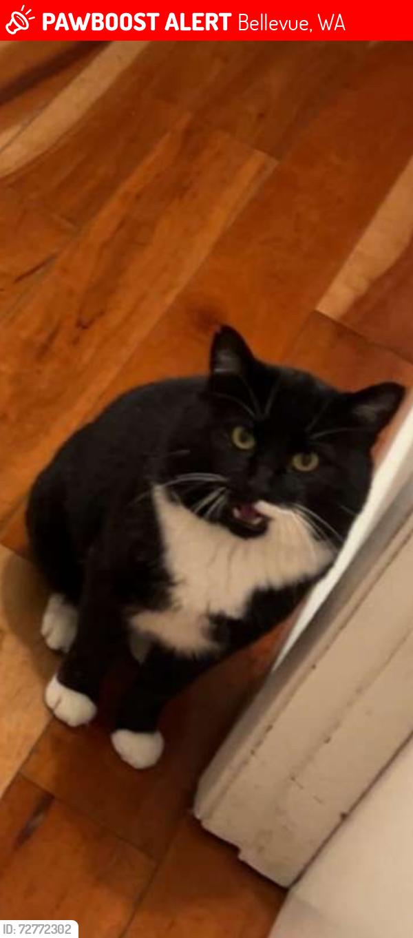 Lost Male Cat last seen 167th NE Bellevue WA , Bellevue, WA 98008