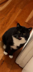 Lost Male Cat last seen 167th NE Bellevue WA , Bellevue, WA 98008