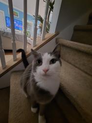 Lost Male Cat last seen North King St., Hampton, VA 23669