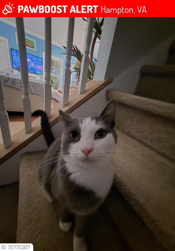 Lost Male Cat last seen North King St., Hampton, VA 23669