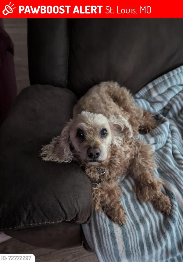 Lost Male Dog last seen Shepley is the cross street from Toelle , St. Louis, MO 63137