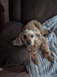 Lost Male Dog last seen Shepley is the cross street from Toelle , St. Louis, MO 63137
