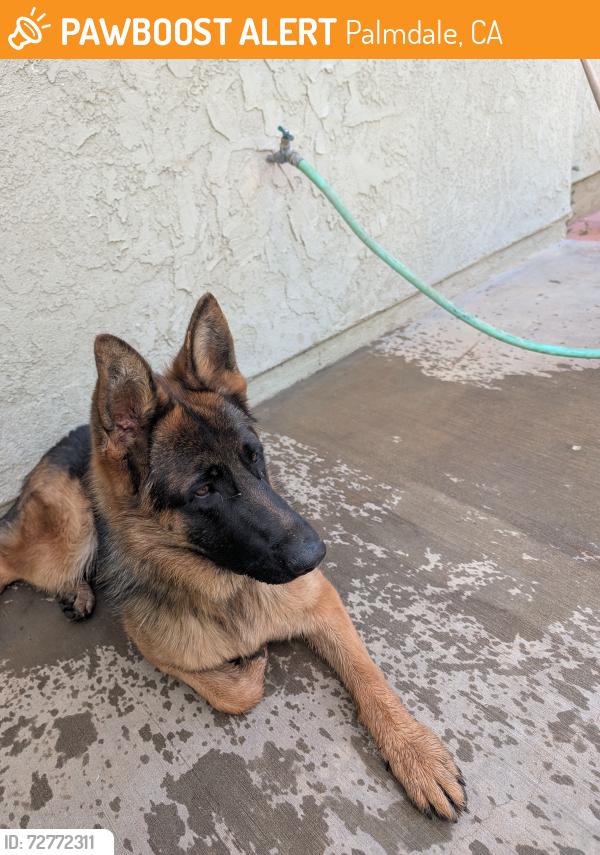 Found/Stray Female Dog last seen Yellen dog park, Palmdale, CA 93552
