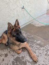 Found/Stray Female Dog last seen Yellen dog park, Palmdale, CA 93552