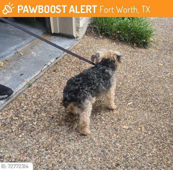 Found/Stray Male Dog last seen Deer Creek North, Fort Worth, TX 76140