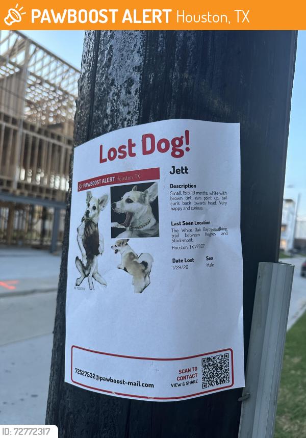 Found/Stray Male Dog last seen Co/op at Summer Street apmts , Houston, TX 77007