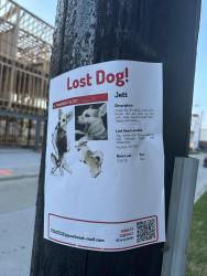 Found/Stray Male Dog last seen Co/op at Summer Street apmts , Houston, TX 77007