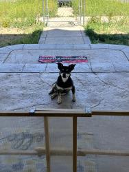 Lost Male Dog last seen 47th St & Brighton Blvd, Denver, CO 80216