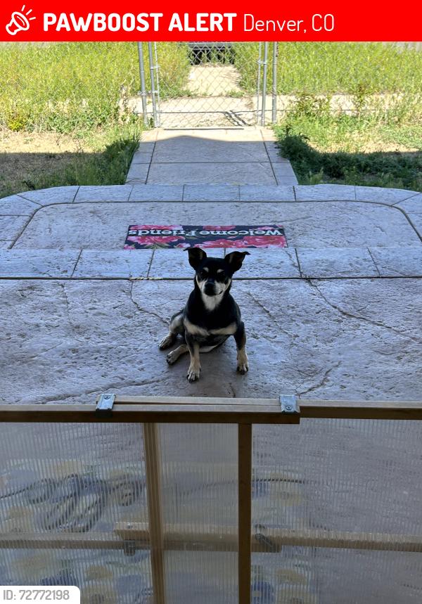Lost Male Dog last seen 47th St & Brighton Blvd, Denver, CO 80216