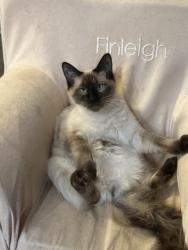 Lost Male Cat last seen Preacher Hill Rd and FZ Goss Rd, Pearl River County, MS 39466