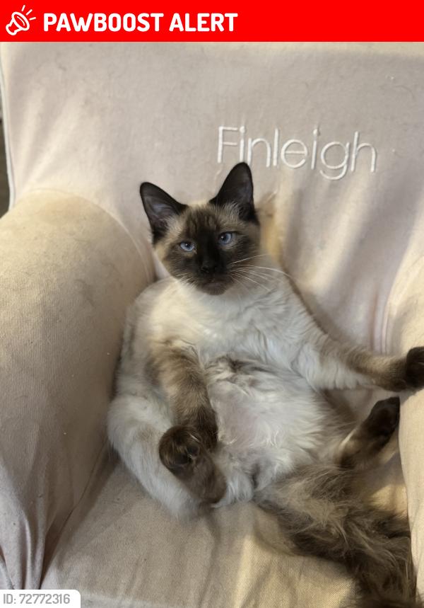 Lost Male Cat last seen Preacher Hill Rd and FZ Goss Rd, Pearl River County, MS 39466