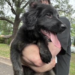 Found/Stray Female Dog last seen Springdale Street , Longview, TX 75604