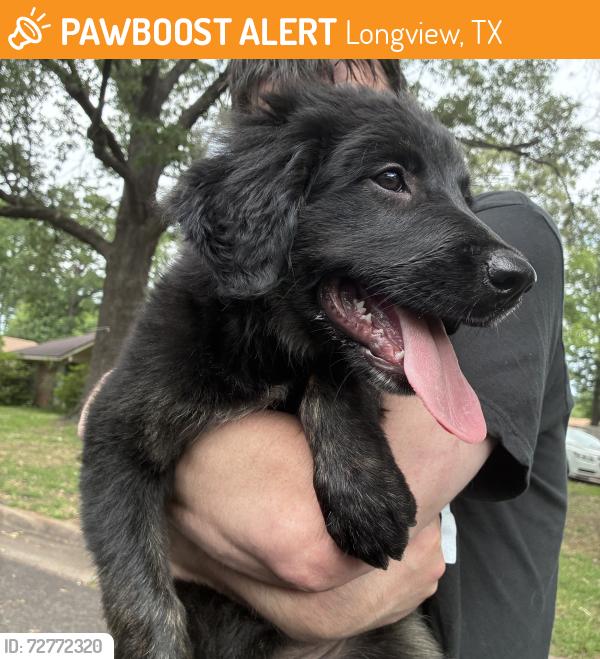 Found/Stray Female Dog last seen Springdale Street , Longview, TX 75604