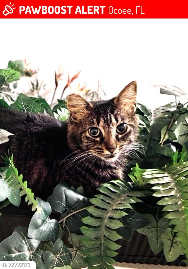 Lost Female Cat last seen The Reserve, Lochshyre Loop, Ocoee, FL 34761