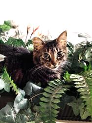 Lost Female Cat last seen The Reserve, Lochshyre Loop, Ocoee, FL 34761