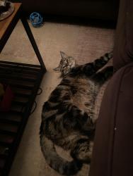 Lost Male Cat last seen Near enterprise dr , Elizabeth City, NC 27909