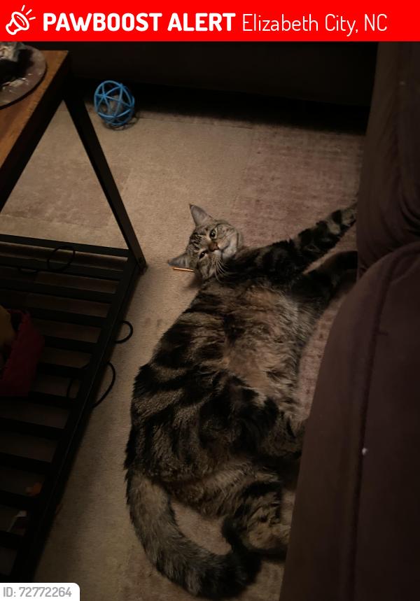 Lost Male Cat last seen Near enterprise dr , Elizabeth City, NC 27909