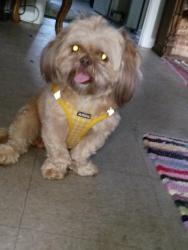 Found/Stray Male Dog last seen Rojero rd Boatramp jax FL , Jacksonville, FL 32277