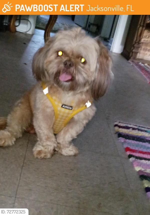 Found/Stray Male Dog last seen Rojero rd Boatramp jax FL , Jacksonville, FL 32277