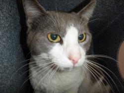 Found/Stray Female Cat last seen Marsh and S King Rd, San Jose, CA 95111