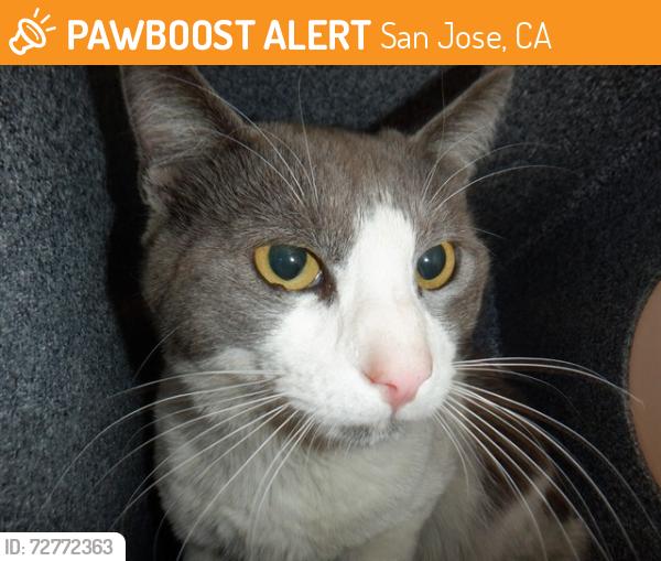 Found/Stray Female Cat last seen Marsh and S King Rd, San Jose, CA 95111