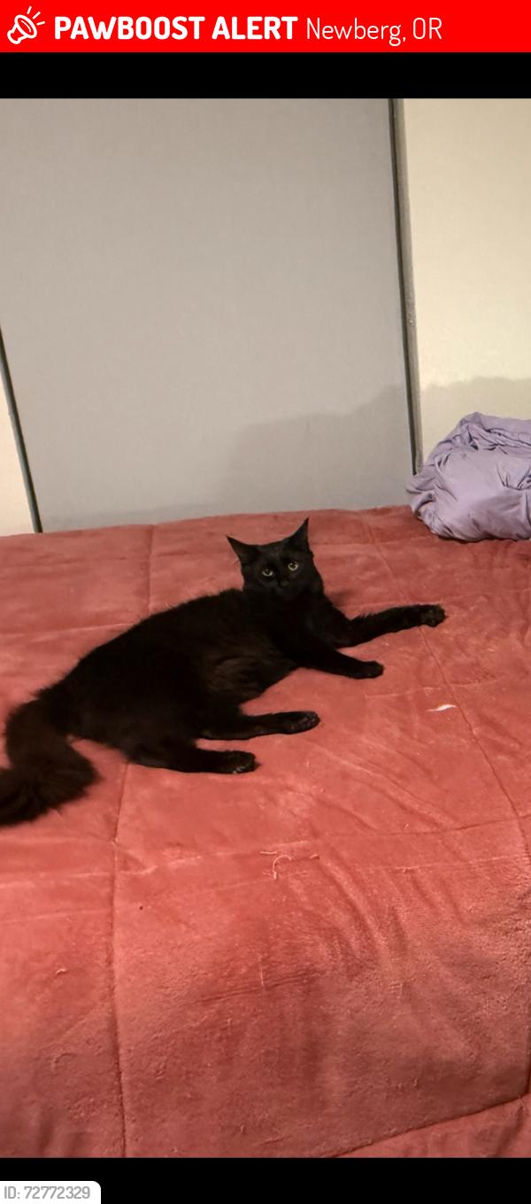 Lost Male Cat last seen Abby Pizza, newberg oregon, Newberg, OR 97132