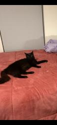Lost Male Cat last seen Abby Pizza, newberg oregon, Newberg, OR 97132