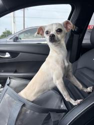 Found/Stray Female Dog last seen Near E Mitc street, Arlington, TX 76010