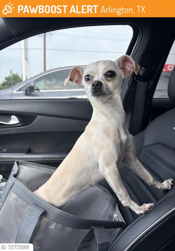 Found/Stray Female Dog last seen Near E Mitc street, Arlington, TX 76010