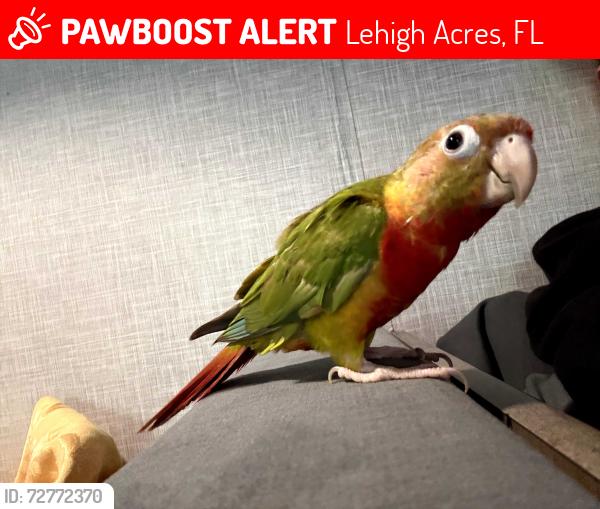 Lost Unknown Bird last seen Bruce, Lehigh Acres, FL 33976