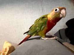 Lost Unknown Bird last seen Bruce, Lehigh Acres, FL 33976