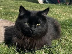 Lost Male Cat last seen Curtis road across from Curtis meadows apmts behind the red brick business building , Boise, ID 83705