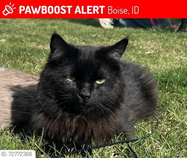 Lost Male Cat last seen Curtis road across from Curtis meadows apmts behind the red brick business building , Boise, ID 83705