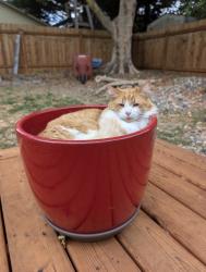 Lost Male Cat last seen Salmon Creek Grange, Vancouver, WA 98686