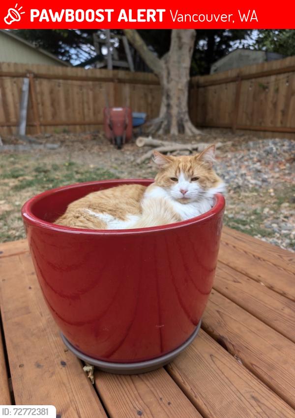 Lost Male Cat last seen Salmon Creek Grange, Vancouver, WA 98686