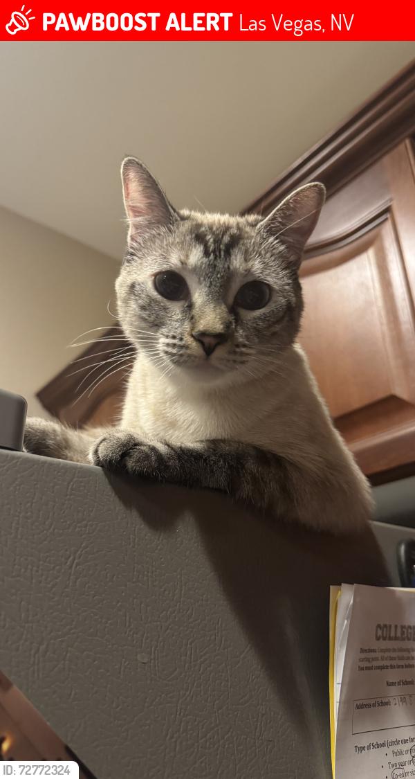 Lost Female Cat last seen Dorrell Lane & Cheiftain, Las Vegas, NV 89149