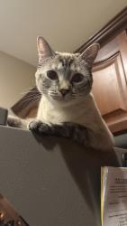 Lost Female Cat last seen Dorrell Lane & Cheiftain, Las Vegas, NV 89149
