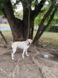 Lost Male Dog last seen Alan Lane, Rita Ln  montgomery Alabama, Montgomery, AL 36108