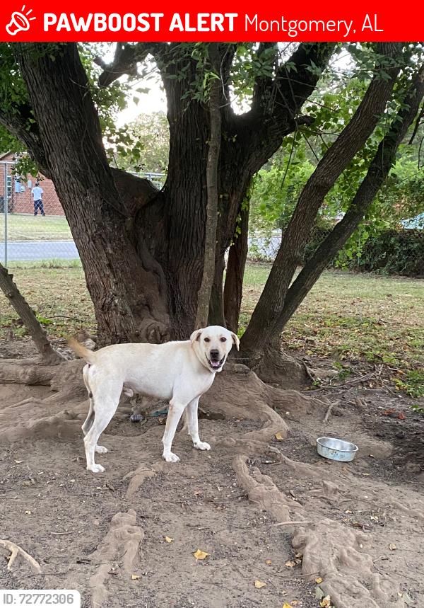 Lost Male Dog last seen Alan Lane, Rita Ln  montgomery Alabama, Montgomery, AL 36108