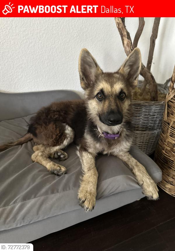 Lost Female Dog last seen Near and Lake June Rd, Dallas, TX 75217