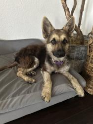 Lost Female Dog last seen Near and Lake June Rd, Dallas, TX 75217