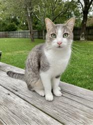 Lost Male Cat last seen Near Red Fox Road , Wilmington, NC 28409