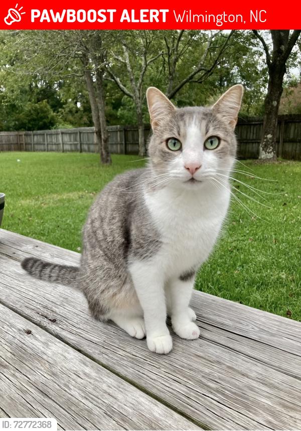 Lost Male Cat last seen Near Red Fox Road , Wilmington, NC 28409
