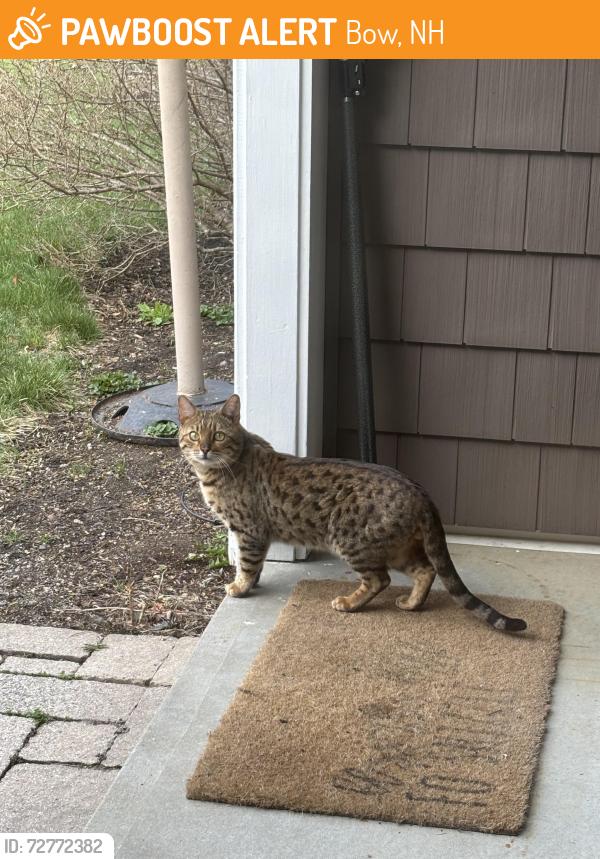 Found/Stray Unknown Cat last seen Bow nh, Bow, NH 03304