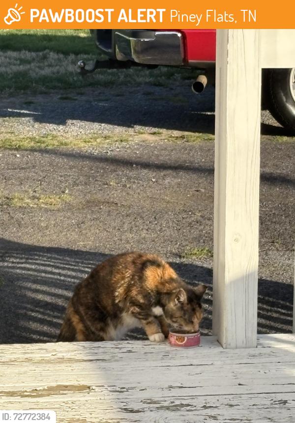Found/Stray Unknown Cat last seen Walgreens, Mcdonalds, Allison road , Piney Flats, TN 37686