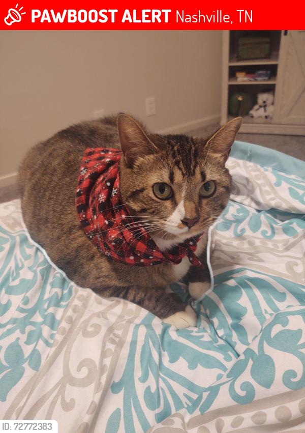 Lost Female Cat last seen Todd Preis and Sawyer Brown near Plantation Pub , Nashville, TN 37221
