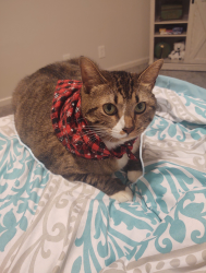 Lost Female Cat last seen Todd Preis and Sawyer Brown near Plantation Pub , Nashville, TN 37221