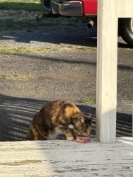 Found/Stray Unknown Cat last seen Walgreens, Mcdonalds, Allison road , Piney Flats, TN 37686