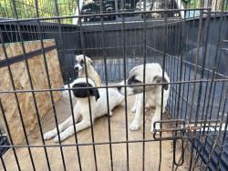 Found/Stray Unknown Dog last seen FTM 726 and Grouse , Upshur County, TX 75645
